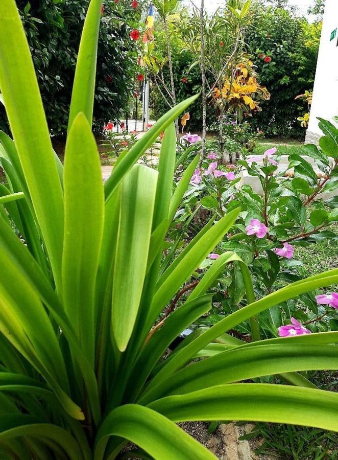 La Source Self Catering Hotel La Digue Eksteriør billede